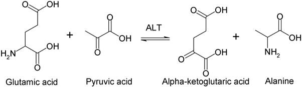 File:Alanine transaminase reaction.PNG - Wikimedia Commons