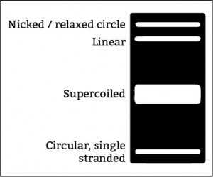 Image result for plasmid DNA gel