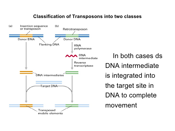 bacterial-transposons-7-728.jpg