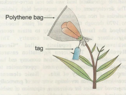 bag.png