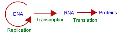 centraldogma.png