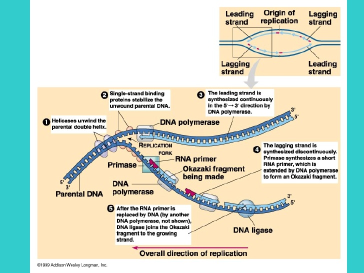 dna-replication-lecture-3-728.jpg