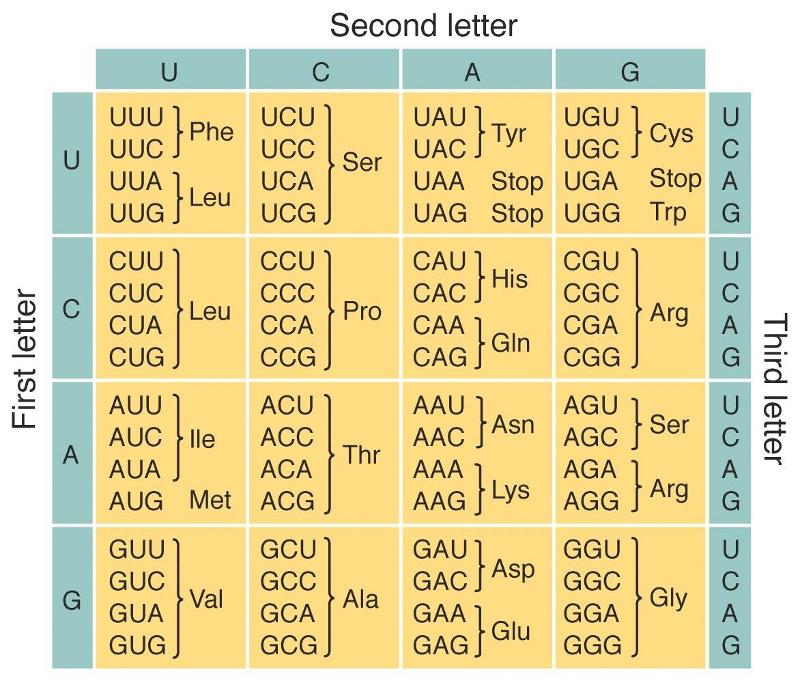 genetic-code.jpg