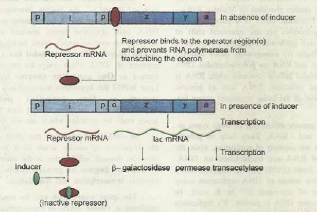 lacoperon.jpg