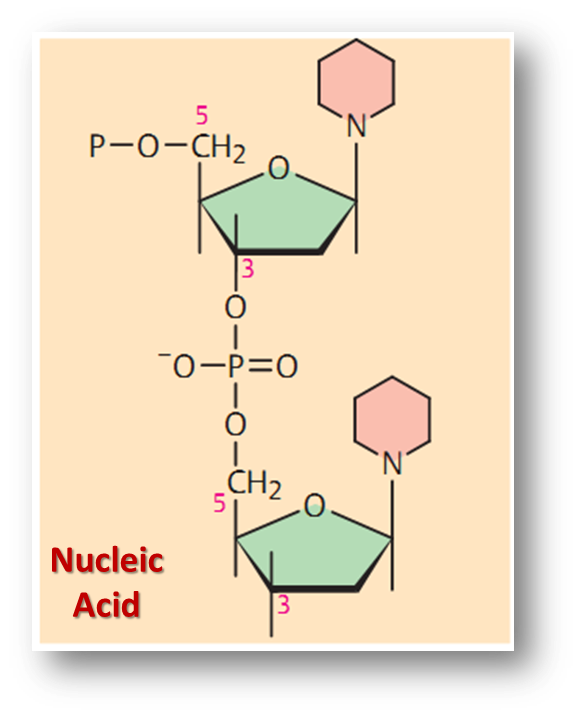 nucleicacid.png