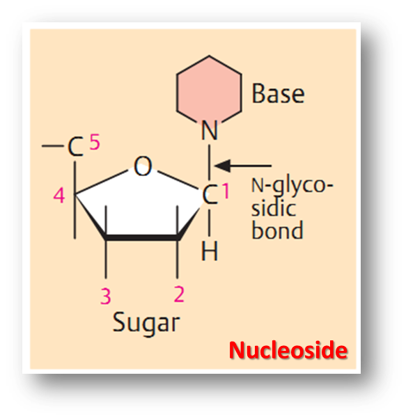 nucleoside.png