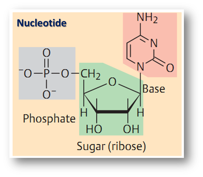 nucleotide.png