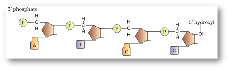 polynucleotides.png