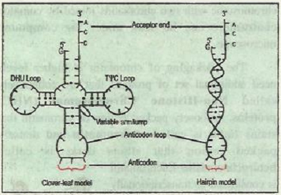 tRNA.png