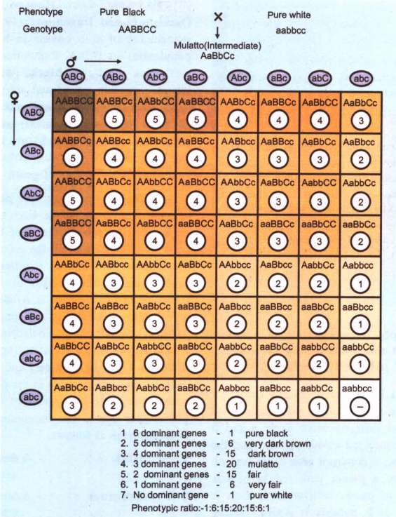 Human Skin Color - Polygenic Inheritance