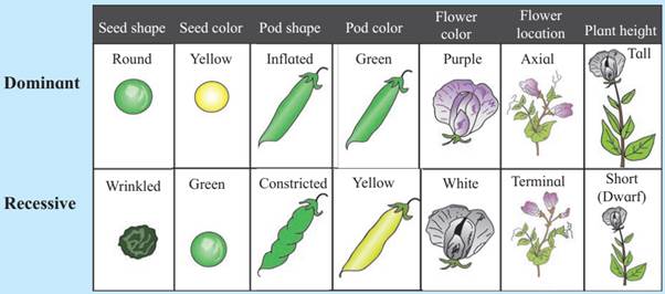 Seven pairs of contransting visible characters in pea plant (Pisum sativum)