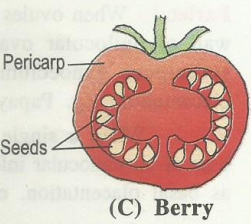 berry.png