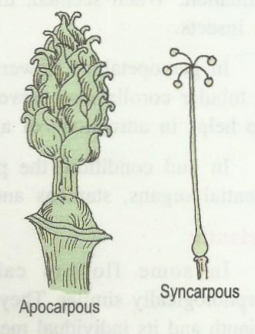 gynoecium.png