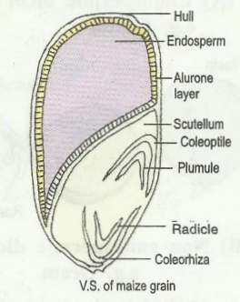 monocotendospermic.png