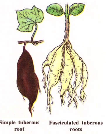 Adventitious Root system