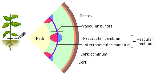 cambium.gif