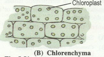 chlorenchyma.png