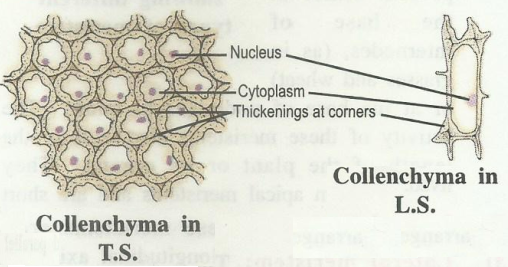 collenchyma.png