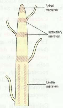 meristem.png