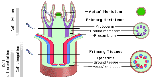 meristem1.gif