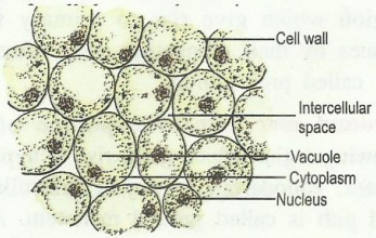 parenchyma1.png