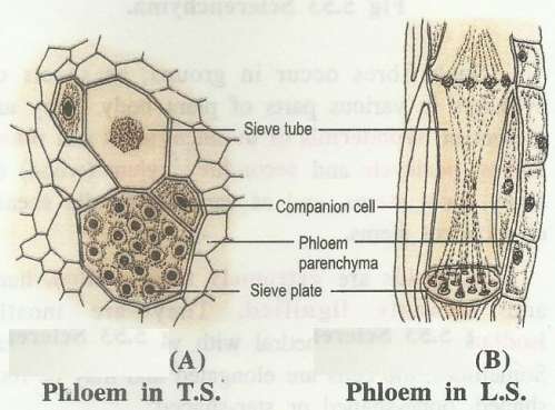 phloem1.jpg