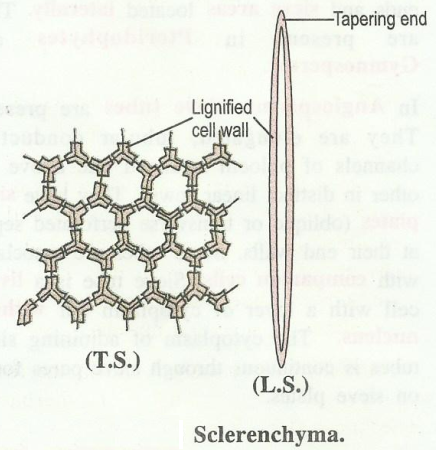 sclerenchyma.png