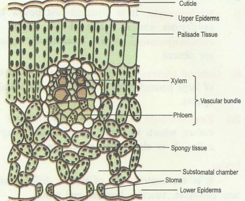 ts-dicot-leaf.jpg