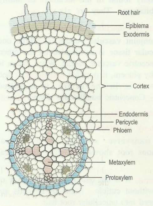 ts-dicot-root.jpg