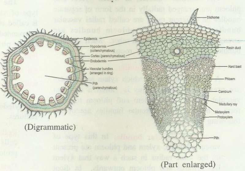 ts-dicot-stem.jpg