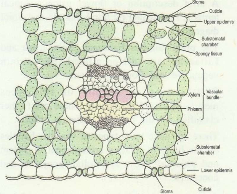 ts-monocot-leaf.jpg