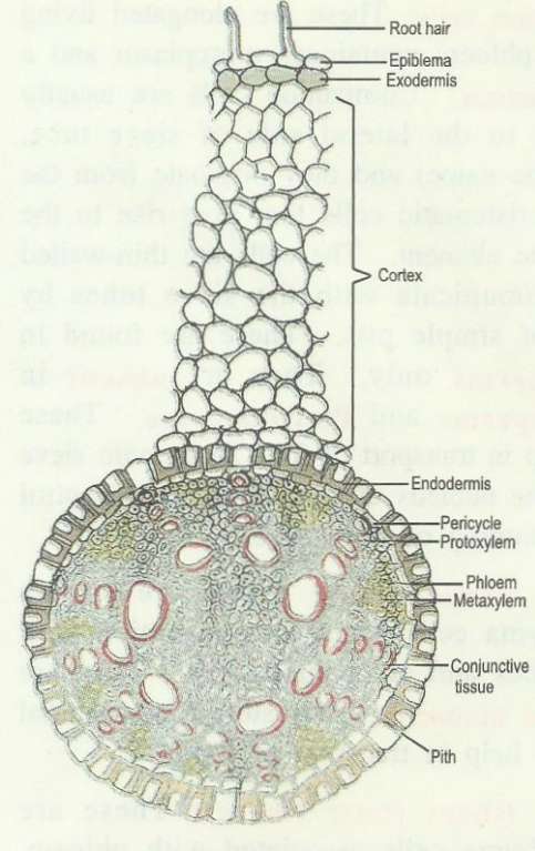 ts-monocot-root.jpg