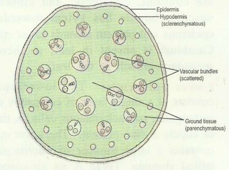 ts-monocot-stem.jpg