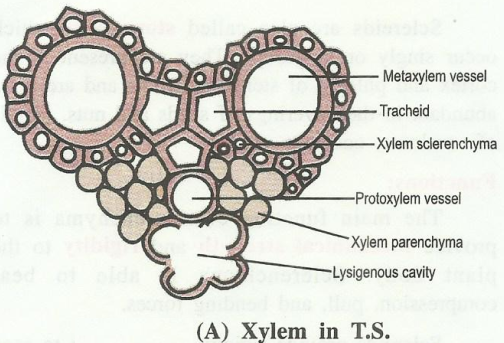 xylem1.png