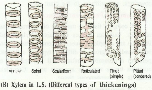 xylem2.png