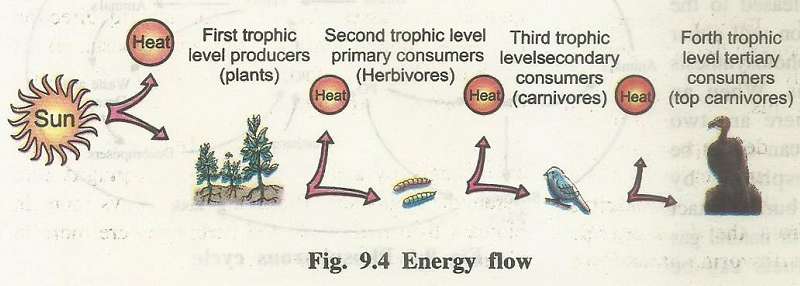 energyflow.jpg