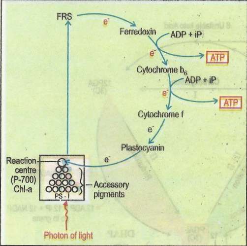 cyclic.jpg