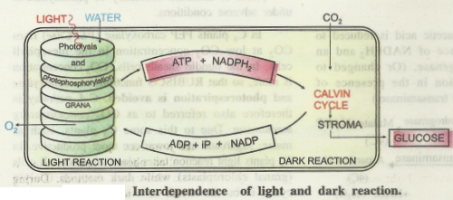 interdep-LandD.png