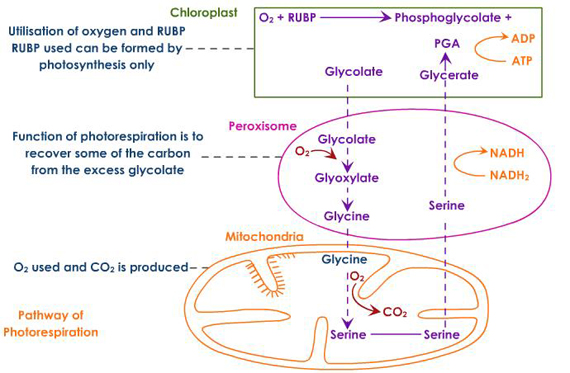 photorespiration-pathway.jpeg