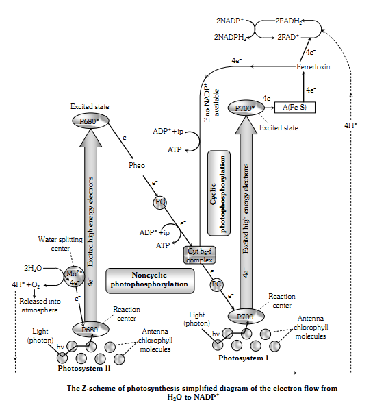 photosys_Page1.png