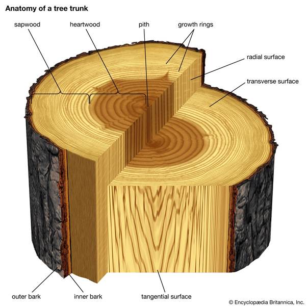 https://cdn.britannica.com/80/65080-050-1528578B/slice-tree-trunk-eye-features-sections-transverse.jpg