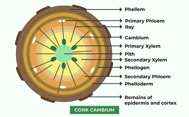 https://media.geeksforgeeks.org/wp-content/uploads/20221019185602/CORKCAMBIUM-660x411.png