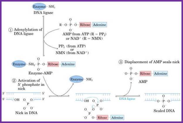 Image result for e. coli dna ligase