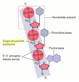 Sugar phosphate backbone - The School of Biomedical Sciences Wiki