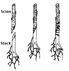Grafting.gif