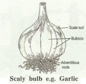 bulb1.png