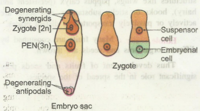 embryo1.png