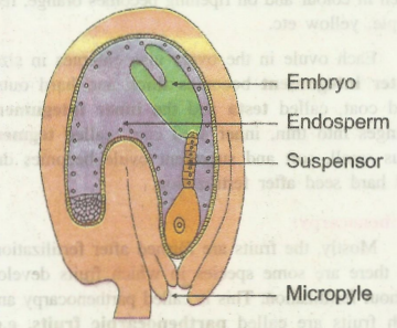 embryo2.png