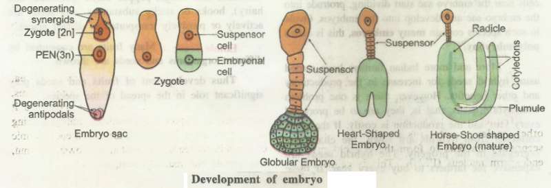 embryo3.jpg