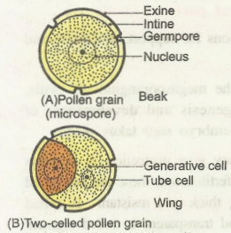 pollen1.png